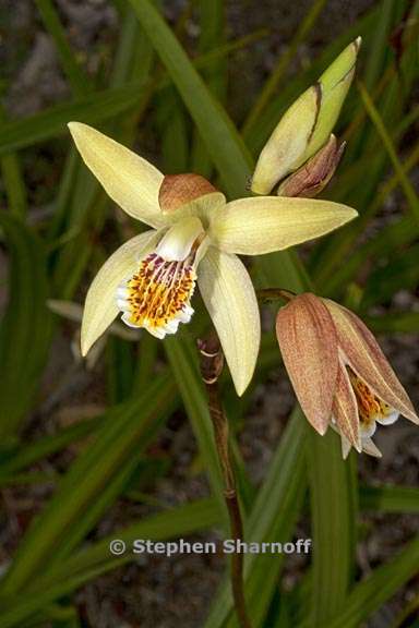 bletilla ochracea 1 graphic